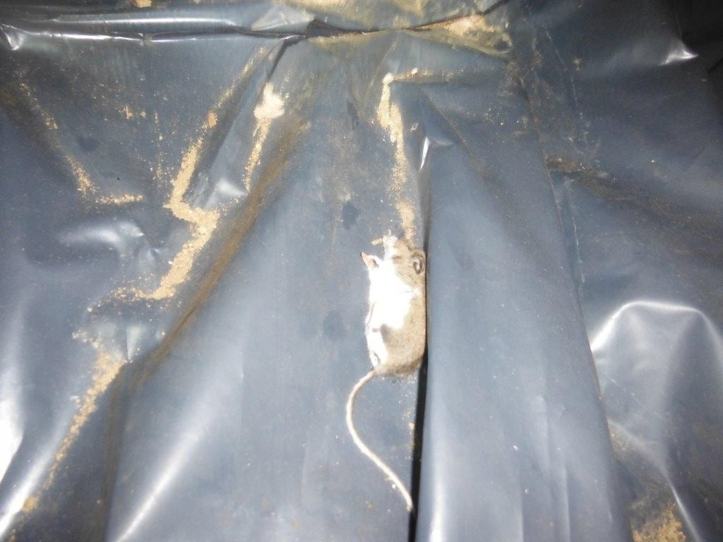 Bellingham Pest Control Company