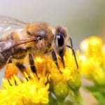 5 Methods of Bee Removal Without Killing Them, What To Do If You Find Bees In Your Yard, closeup of a honeybee on a dandelion