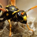 signs of a wasp infestation