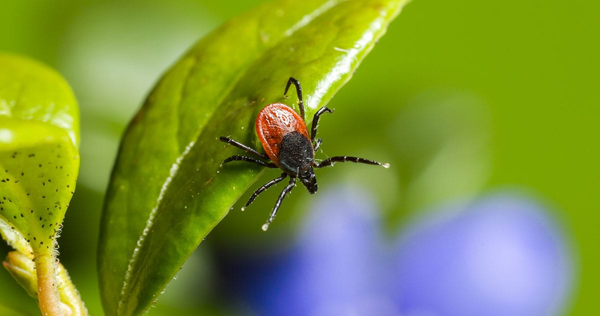 How to Keep Ticks Out of Your Yard