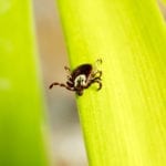 Symptoms of a Tick Bite