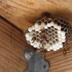 wasp nest removal