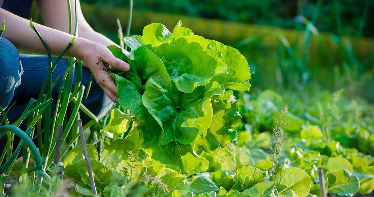 How to Keep Pests Away from Your Garden