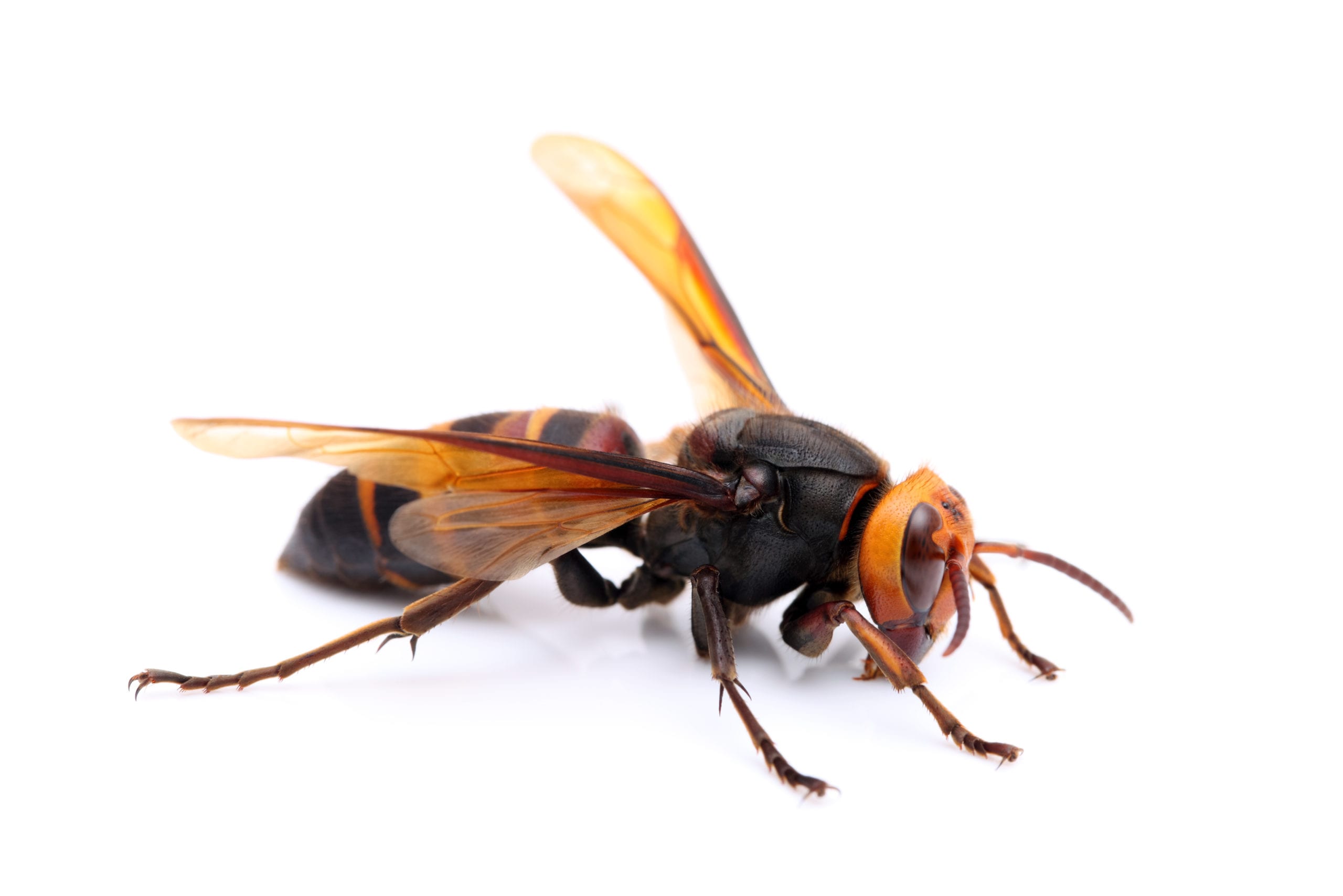 Myths about Murder Hornets