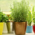 Plants That Keep Spiders Away