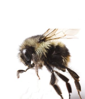 Bumblebee