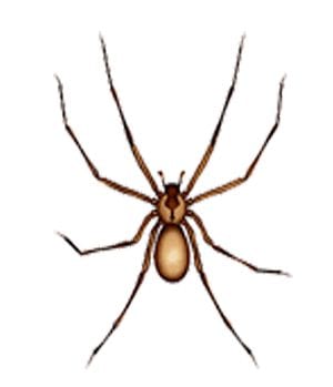 brown recluse spider