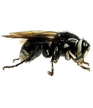 hornet