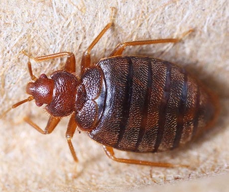 How to Get Rid of Bed Bugs