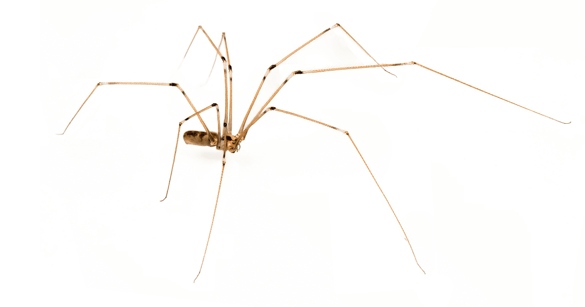 Are Daddy Long Legs the Most Poisonous Spider in the World?