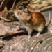 rodent exclusion