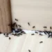 ant removal Whatcom County