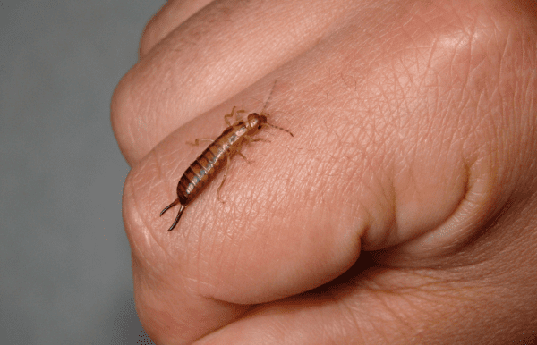 Earwigs
