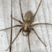 A large brown spider with two hairy pincers sits on top of a light gray wood floor. The Giant House Spider's legs are hairy and it has a yellowish and black splotchy pattern on the abdomen and a light brown pattern on the head.